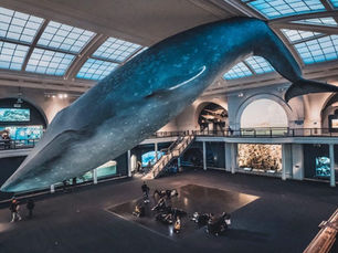 Fotos do Museu de História Natural