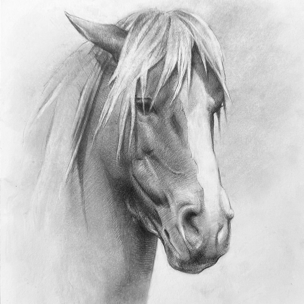 Horse Study 2