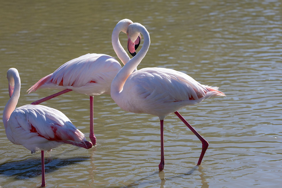 Flamants roses amoureux