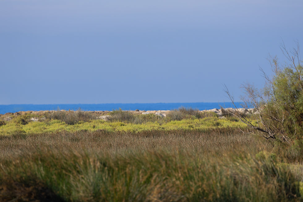 Ecosystème fragile de la Camargue