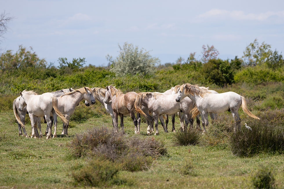 Chevaux de Camargue