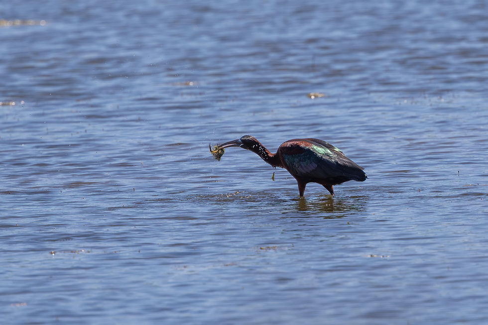 Ibis falcinelle avec sa proie