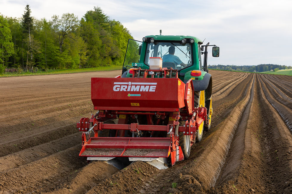 Plantation de pommes de terre bis