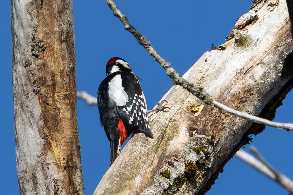 Pic épeiche en Glâne