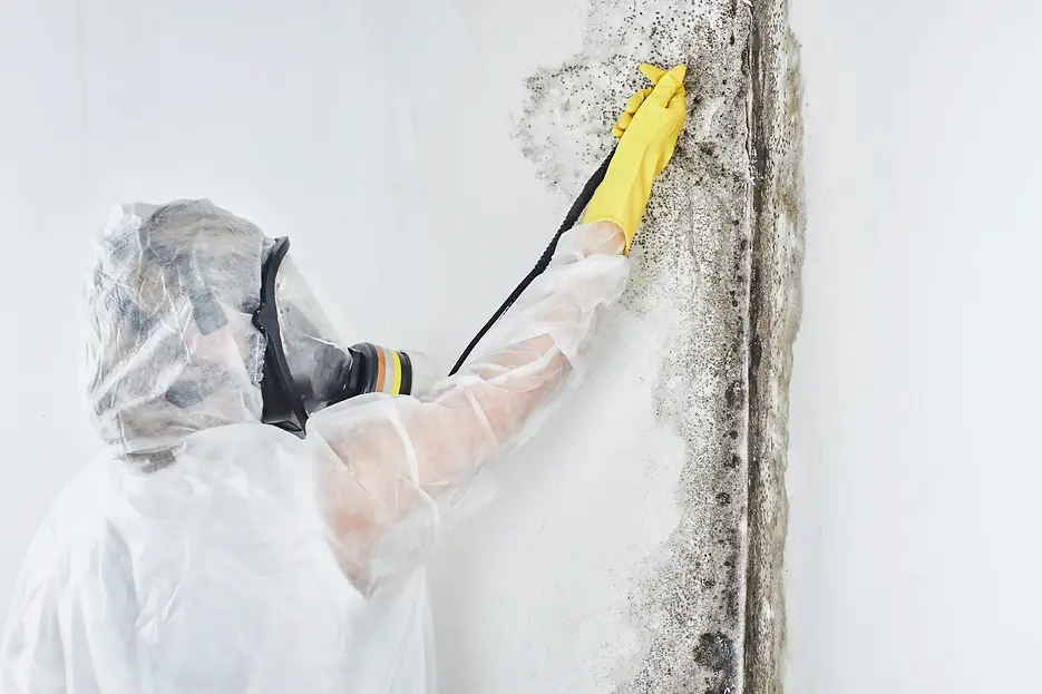 mold-removal-is-in-process.webp