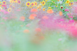 Flower8