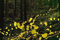Firefly3