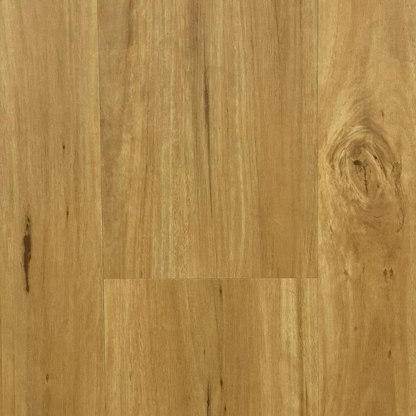 NSW Blackbutt