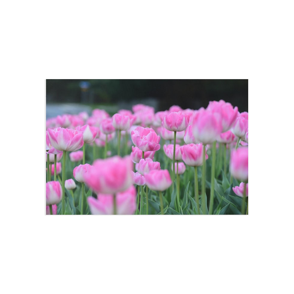 Thumbnail: Pink Garden Tulip Postcards (6X4)