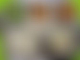 11월 15일 급식사진