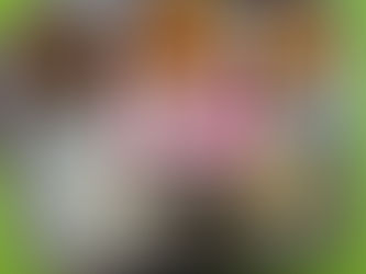 4월 20일 급식사진