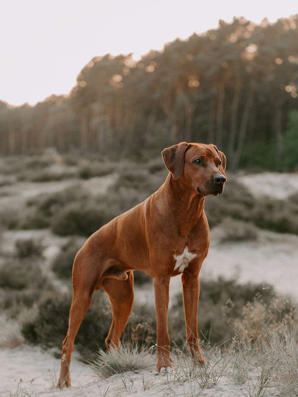 Ein Rhodesian Ridgeback, der im Sand steht.Hinter ihm Sonnenntergang im Wald.
