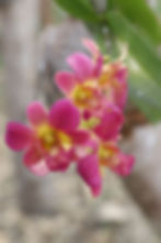 Glamping Flowers