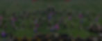 marchingBand.jpg