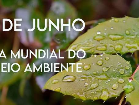 O Que é o Dia Mundial do Meio Ambiente?