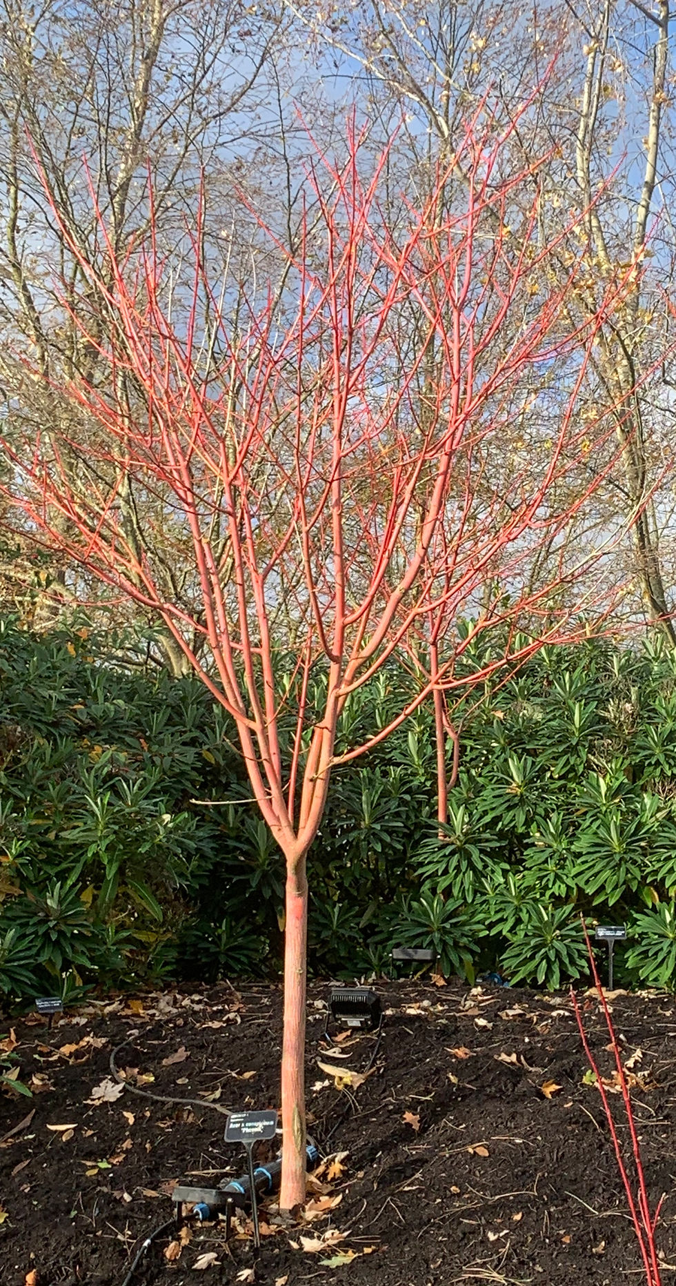 Year round colour in the garden, winter colour, colourful bark