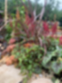 Beautiful Border planting detail