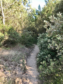 Chemin vers la plage