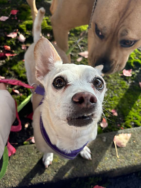 sweet puppies walking with dog sitter at doggywalkie in portland