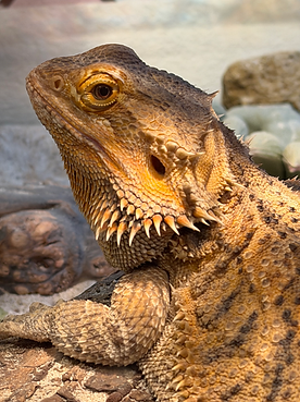 reptile-pet-care-visit-portland-oregon