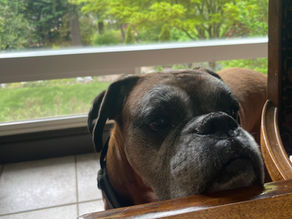 Why Dogs Whine: Portland's Guide To Understanding Your Dog's Behavior