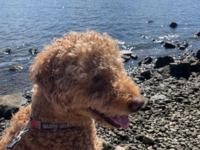 Portland: A Dog-Friendly Dining Destination