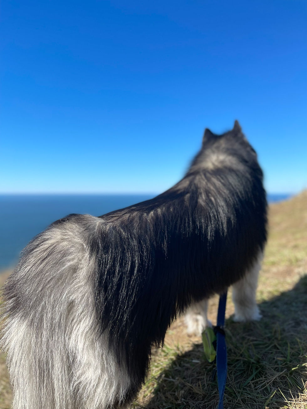 Why Restricting Water Is Harmful for Dogs (And What to Do Instead)