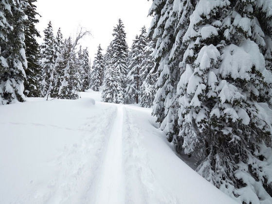 Chalet Rosiere ski touring winter wonderland forrest view 