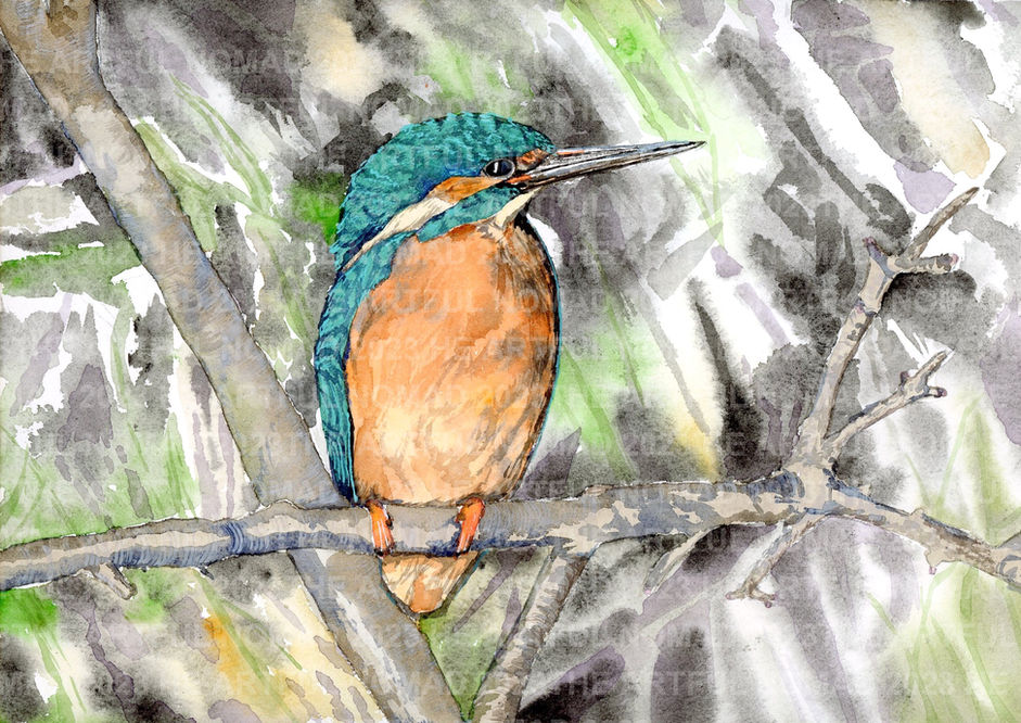Kingfisher_edited.jpg