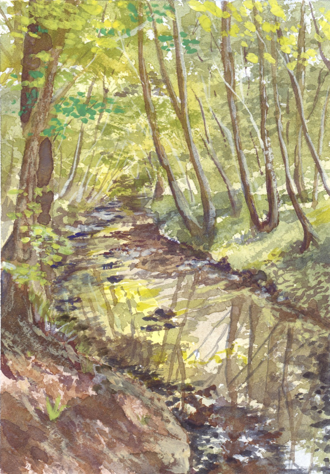 Stream by the Woods