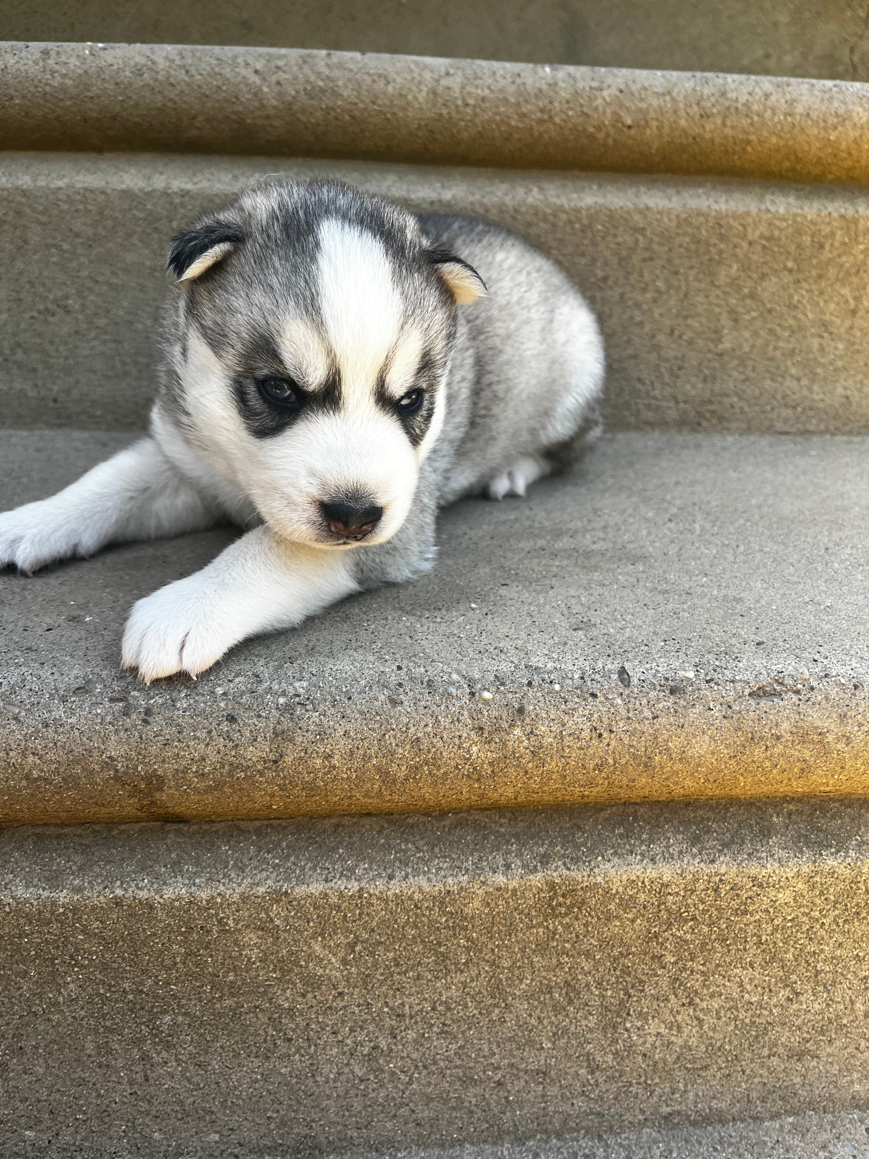 Kiss **UNAVAIALABLE/ RESERVED**