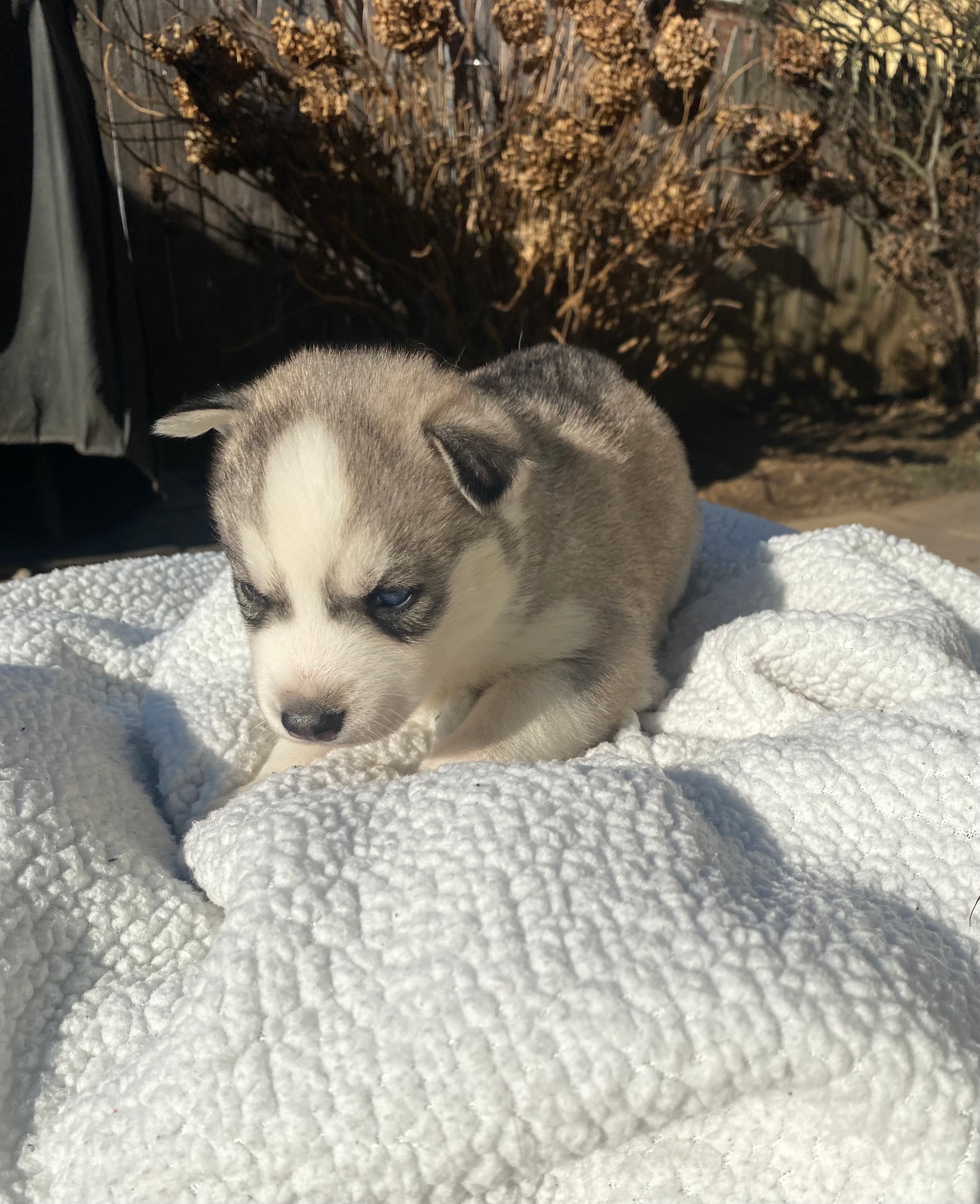 Kira **RESERVED/UNAVAILABLE**