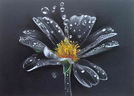 Klaudia Zelenay | Water Flower | HUNGARY