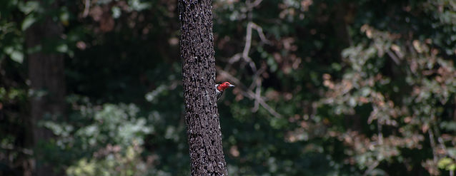 DSC_8055.jpg