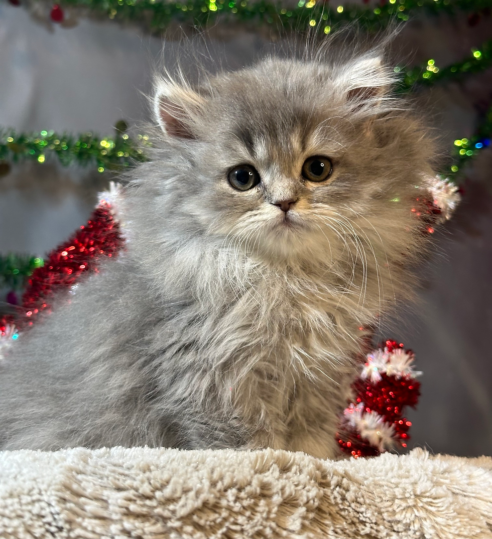 Fluffington