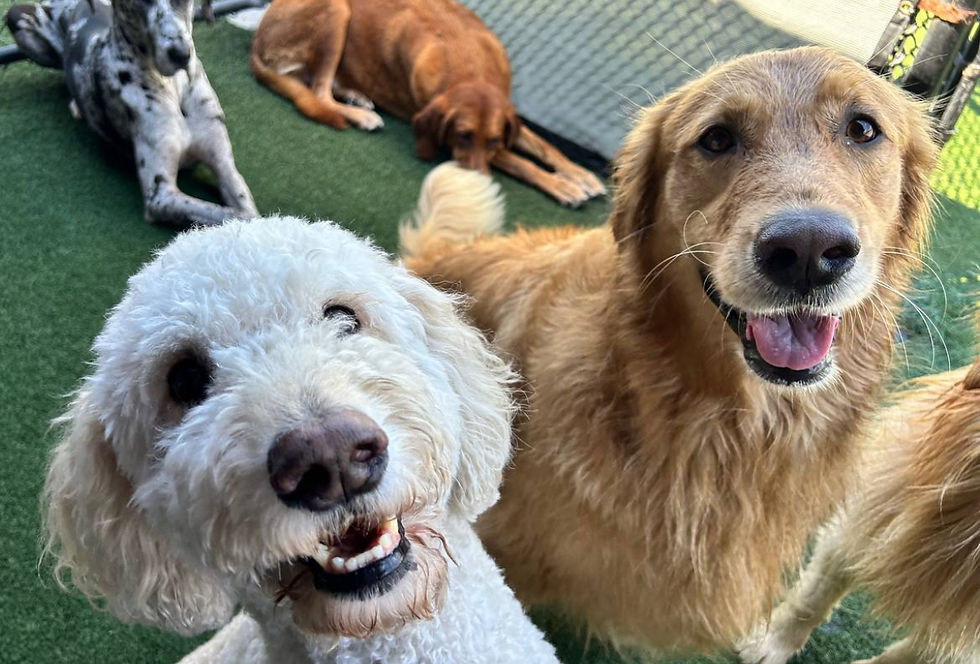 two dogs smiling at camers