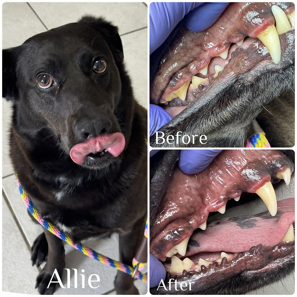 black dog before and after teeth cleaning