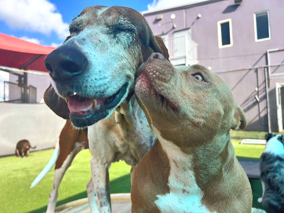 Happy dog friends