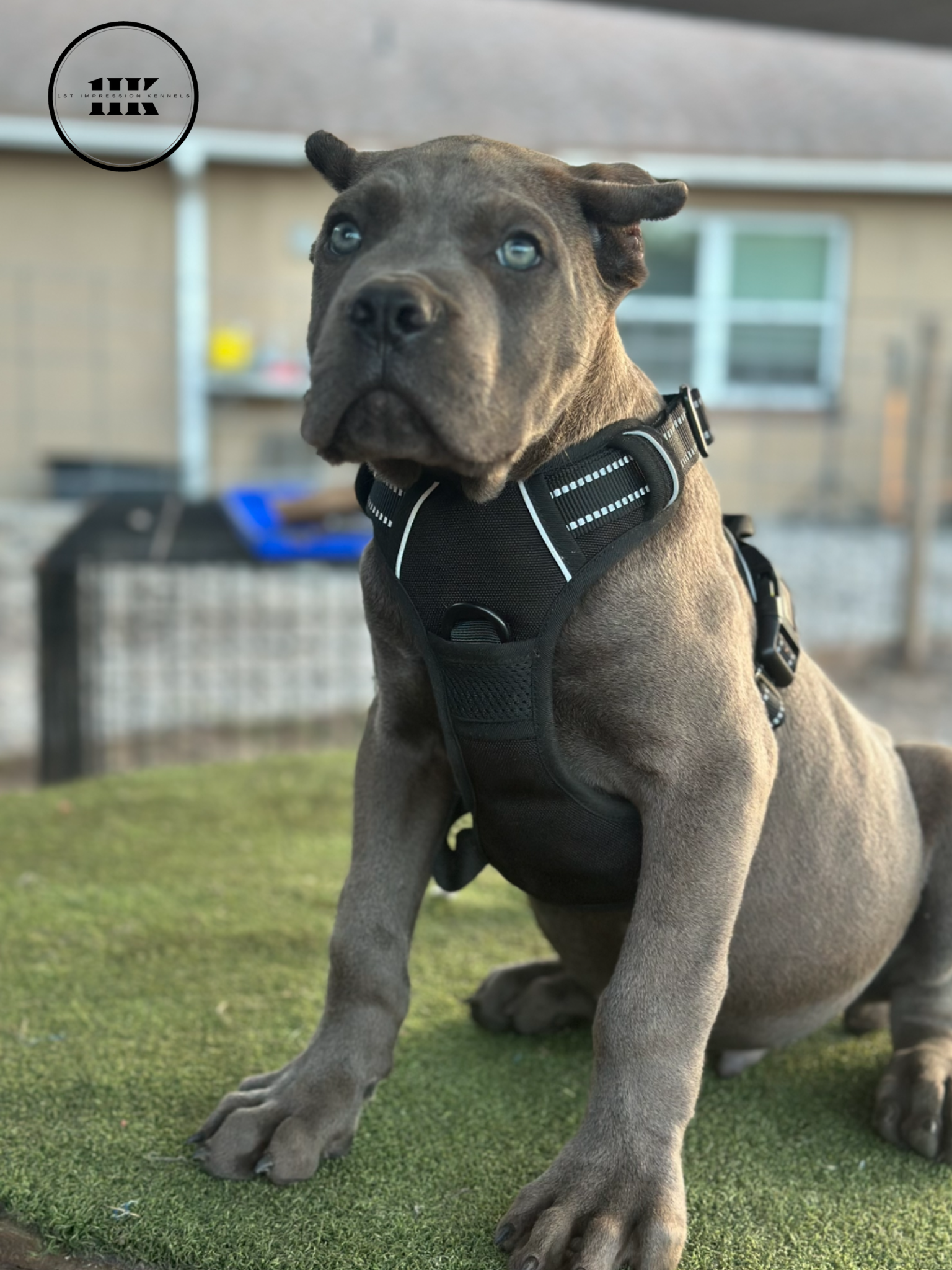 Cane Corso - Male