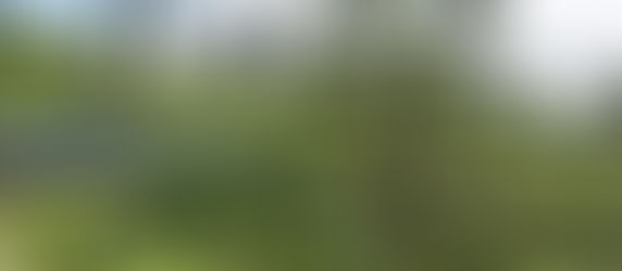 ŠRILANKA (3. dan): Panoramska vožnja z vlakom skozi čajne plantaže do Elle