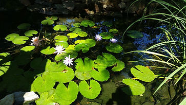 water lilies.jpeg