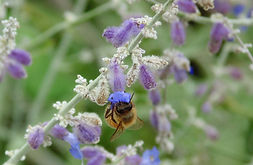 bee
