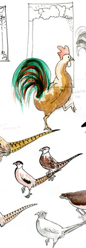 sketches of birds with watercolour