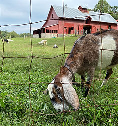 Carl-Sandburg-Home-goats.jpg