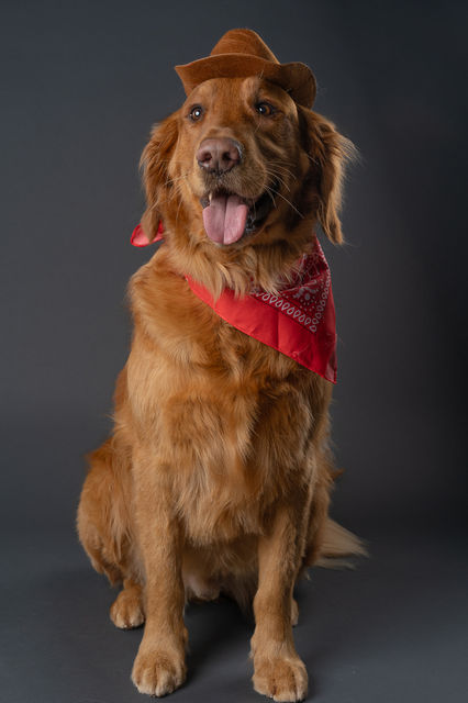 Beautiful portrait of a dog at a professional photo studio