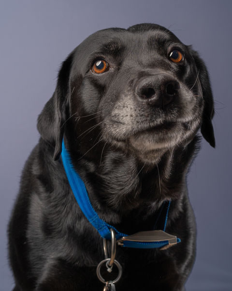 Beautiful portrait of a dog at a professional photo studio