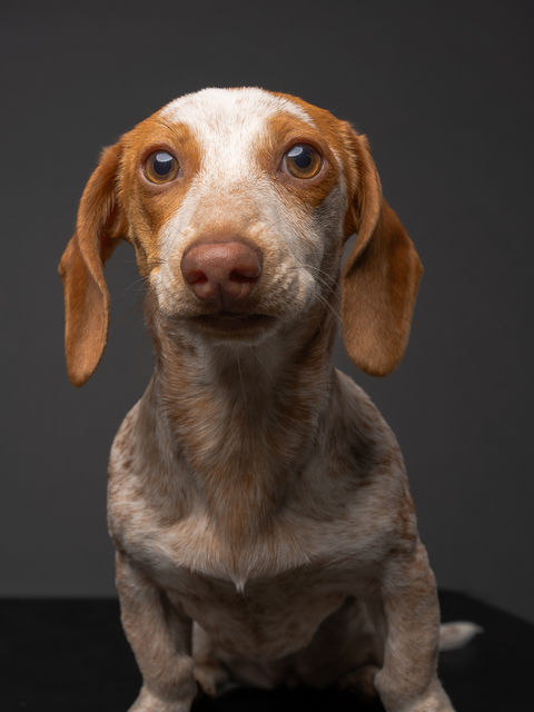 Beautiful portrait of a dog at a professional photo studio