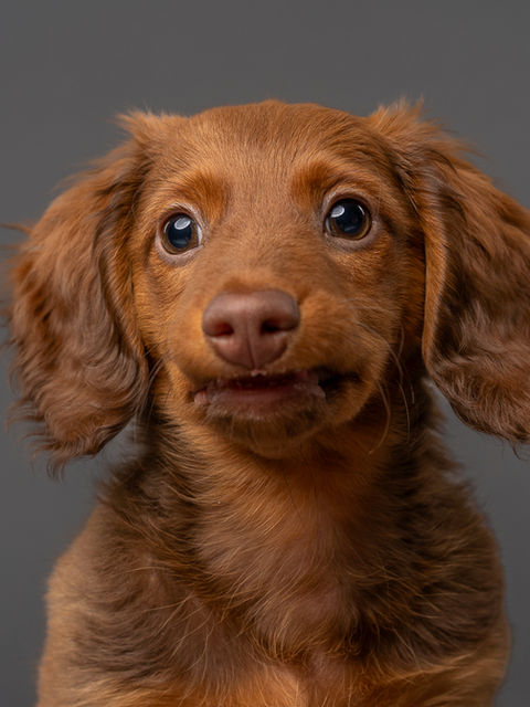 Beautiful portrait of a dog at a professional photo studio