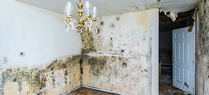 mold-removal-mold-covered-walls.jpg