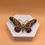 Прев'ю: Gorgeous Add | Rhinestone Butterfly Brooch